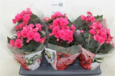 Begonia Du Roze