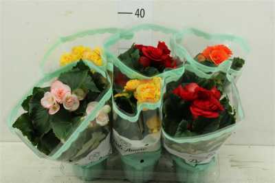 Begonia Du Vulcano Gemengd