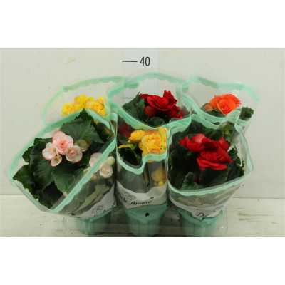 Begonia Du Vulcano Gemengd