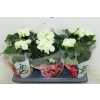 Begonia Du Wit