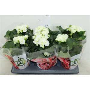Begonia Du Wit