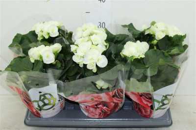 Begonia Du Wit
