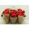 Begonia El Belove Cherry
