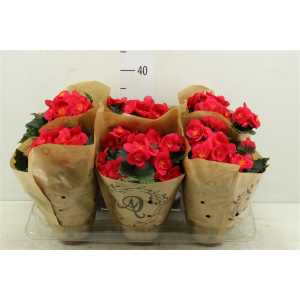 Begonia El Belove Cherry