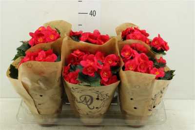 Begonia El Belove Cherry