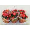 Begonia El Valentino Pink