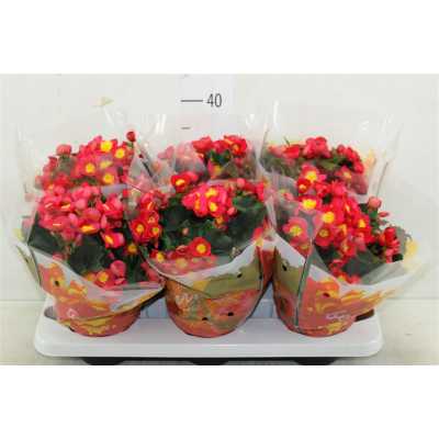 Begonia El Valentino Pink