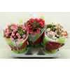 Begonia En Betulia Gemengd
