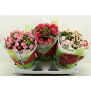 Begonia En Betulia Gemengd