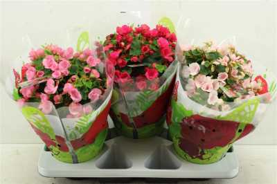 Begonia En Betulia Gemengd