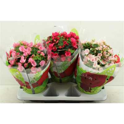 Begonia En Betulia Gemengd
