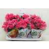 Begonia Hl Adonia Pink