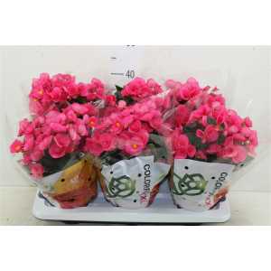 Begonia Hl Adonia Pink