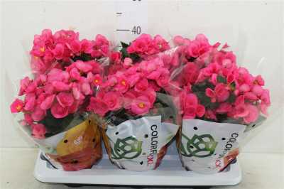Begonia Hl Adonia Pink