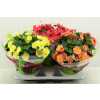 Begonia Hl Belove Gemengd