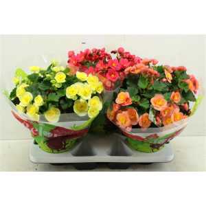 Begonia Hl Belove Gemengd