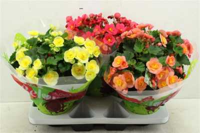 Begonia Hl Belove Gemengd
