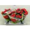 Begonia Hl Belove Pink