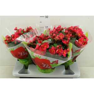 Begonia Hl Belove Pink