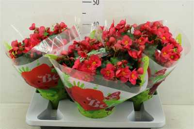 Begonia Hl Belove Pink