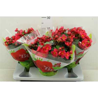 Begonia Hl Belove Pink