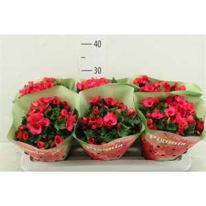 Begonia Hl Pigonia