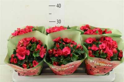 Begonia Hl Pigonia