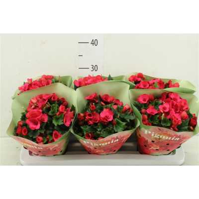 Begonia Hl Pigonia