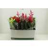 Bromelia Gemengd