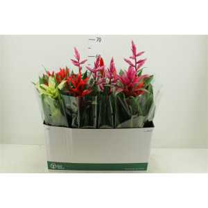 Bromelia Gemengd