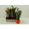 Bromelia Mix In Bolpot Lisa