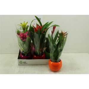 Bromelia Mix In Bolpot Lisa