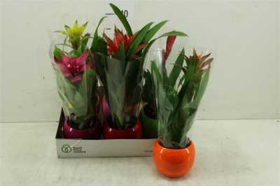 Bromelia Mix In Bolpot Lisa