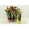 Bromelia Mix In Carly Keramiek