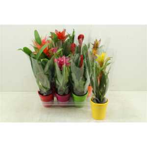 Bromelia Mix In Carly Keramiek