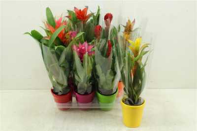 Bromelia Mix In Carly Keramiek
