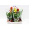 Bromelia Mix In Elle Schaal