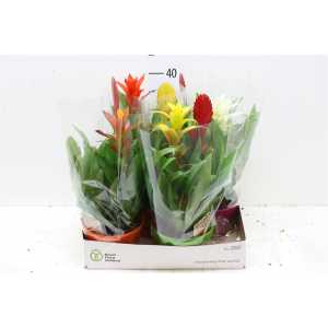 Bromelia Mix In Elle Schaal