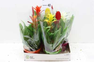 Bromelia Mix In Elle Schaal