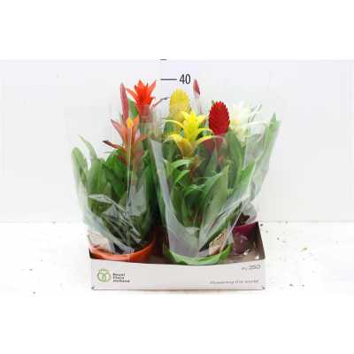Bromelia Mix In Elle Schaal