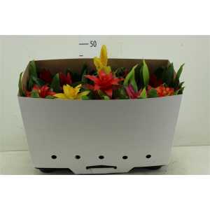 Bromelia Gemengd