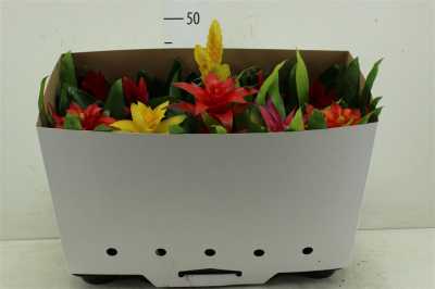 Bromelia Gemengd