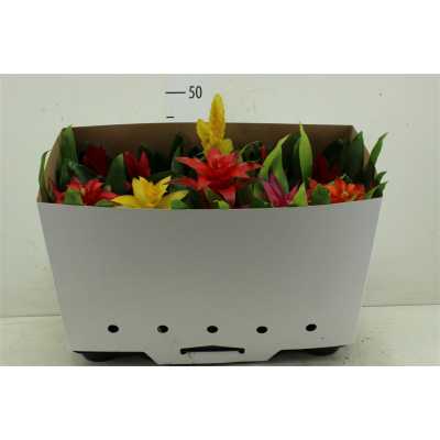 Bromelia Gemengd