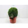 Buxus Semp Bolvormig 35cm
