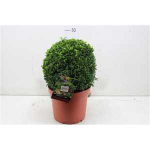 Buxus Semp Bolvormig 35cm