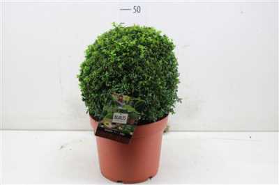 Buxus Semp Bolvormig 35cm