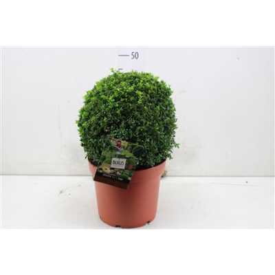 Buxus Semp Bolvormig 35cm