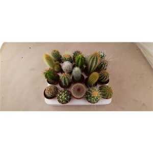 Cactus Gemengd