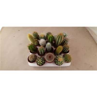 Cactus Gemengd