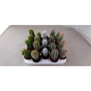 Cactus Gemengd Zuil